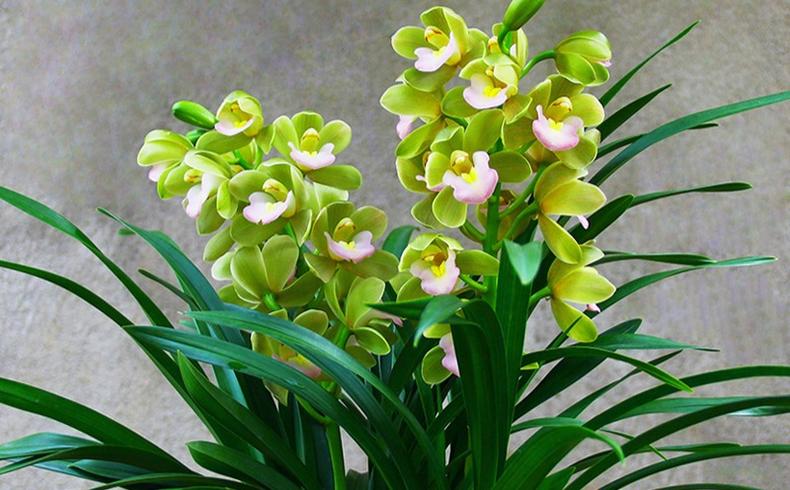 清雅迷人的兰花，品德高洁，犹如翩翩起舞的仙女受人喜爱