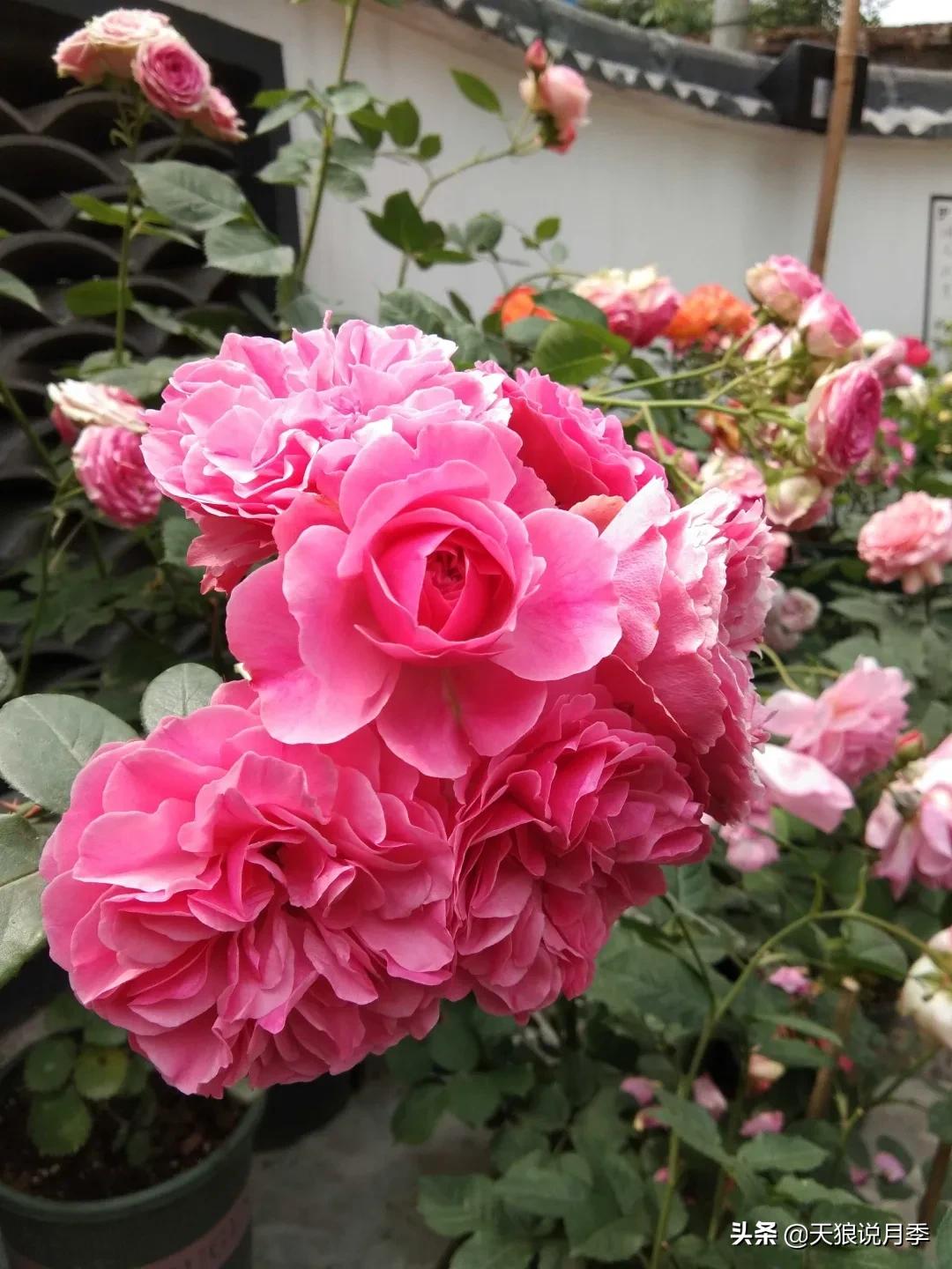 月季春季第一波花要不要剪,月季春季第一波花开后嫁接