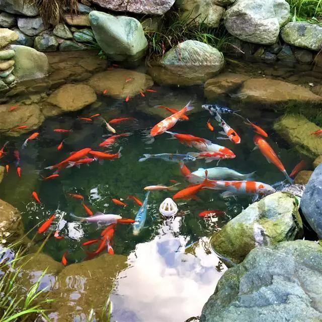 黄山隐秘之境,黄山民宿看风景