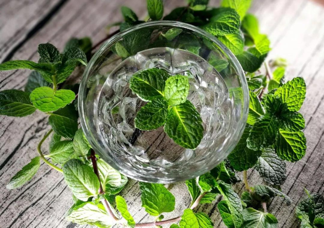 薄荷家族成员照片,薄荷家族惊艳亮相