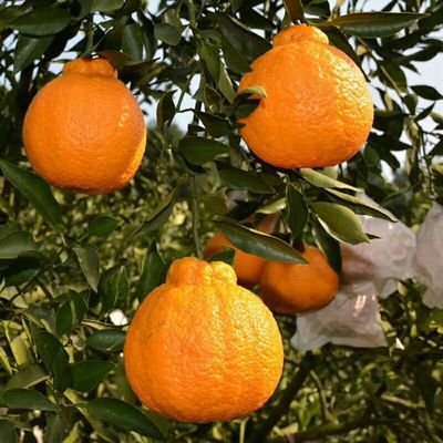 丑橘应该如何种？科学的管理让丑橘味美汁多吃不腻，快来学习