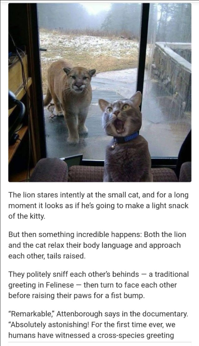 狮子野外发现猫是自己的物种吗,狮子野外发现一只猫