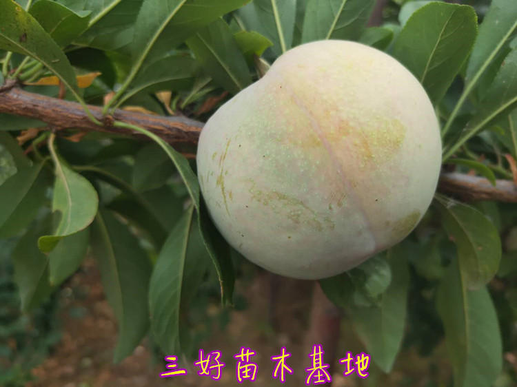 恐龙蛋李子苗品种大全,李子苗新品种恐龙蛋