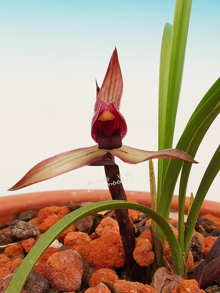 鑺卞紑娆ｈ祻鍥剧墖,鑺卞紑娆ｈ祻