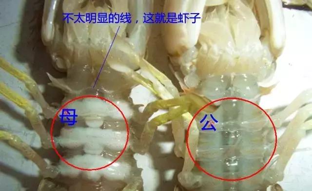 开海啦一大波生猛海鲜汹涌来袭,开海倒计时最全海鲜选购攻略