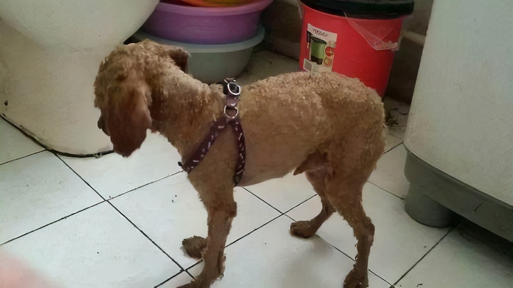 泰迪毛病怪不怪,泰迪哪些行为是看不起人