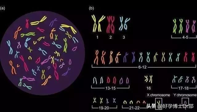 怎样的卵子是优质卵子,什么样的卵子最好的