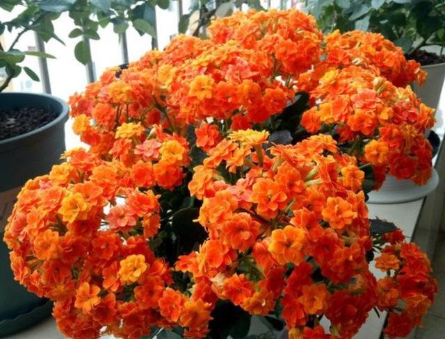 不带盆的长寿花买回来怎么处理,长寿花新买的不带盆的能栽活吗