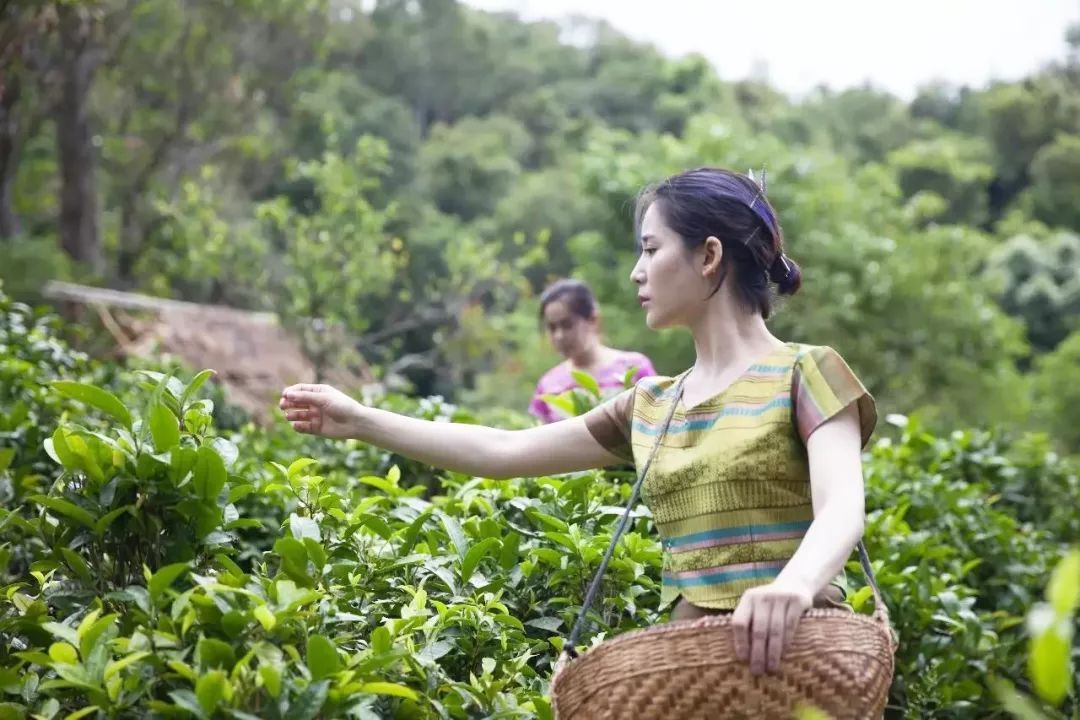 西双版纳风景彩云之南,美丽的西双版纳人间的天堂