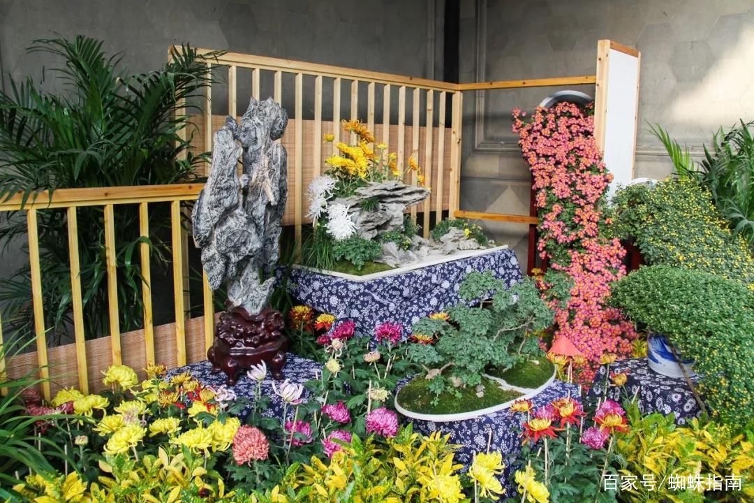 重阳节赏菊正当时，推荐国内这9个地方的赏菊好去处，沉浸式赏花