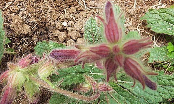 有关地黄丸的详细介绍,地黄丸的来历