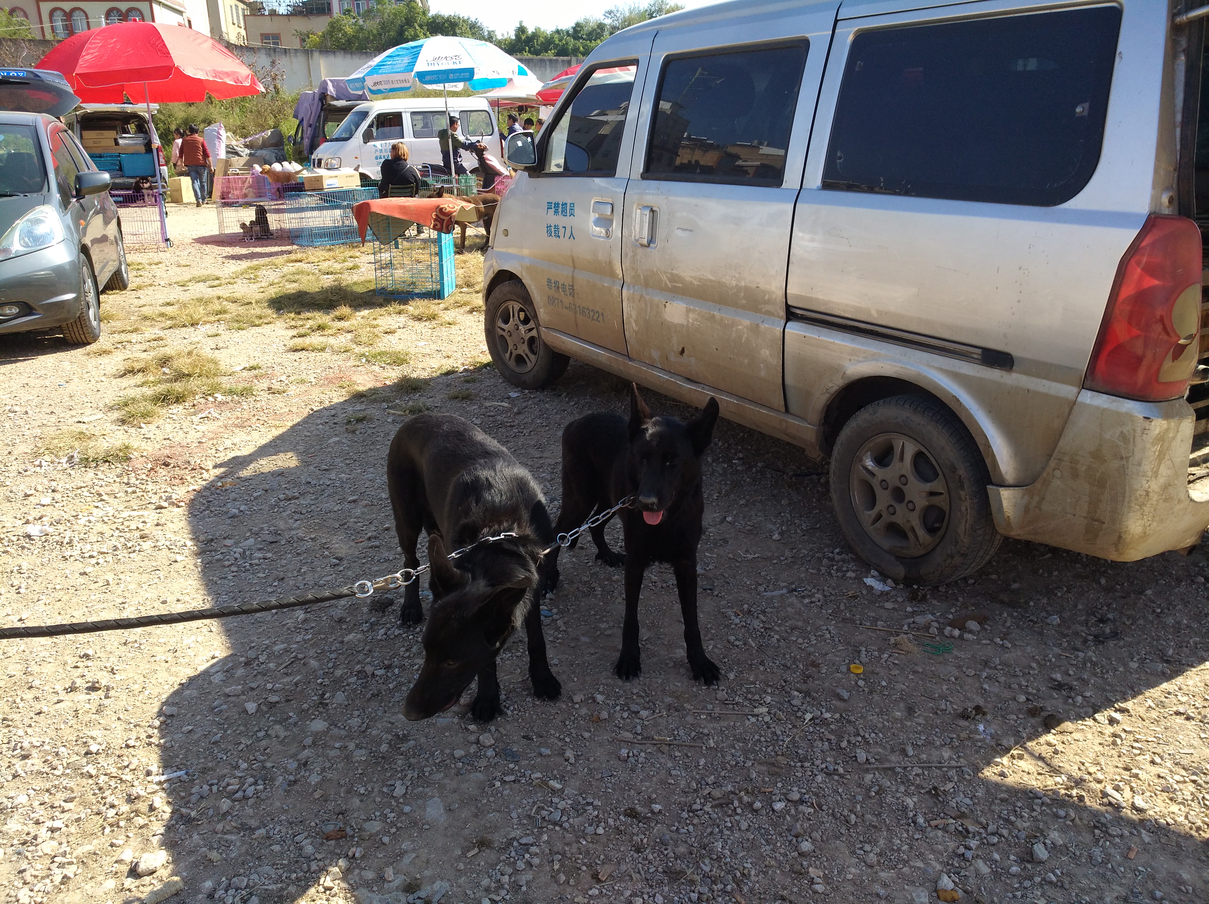 在狗市能看见哪些可爱的狗狗,在狗市选阿拉斯加