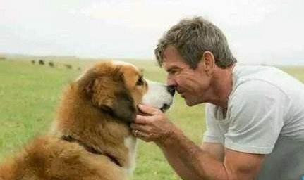 为什么说狗来富猪来穷,为啥说狗来富猫来穷