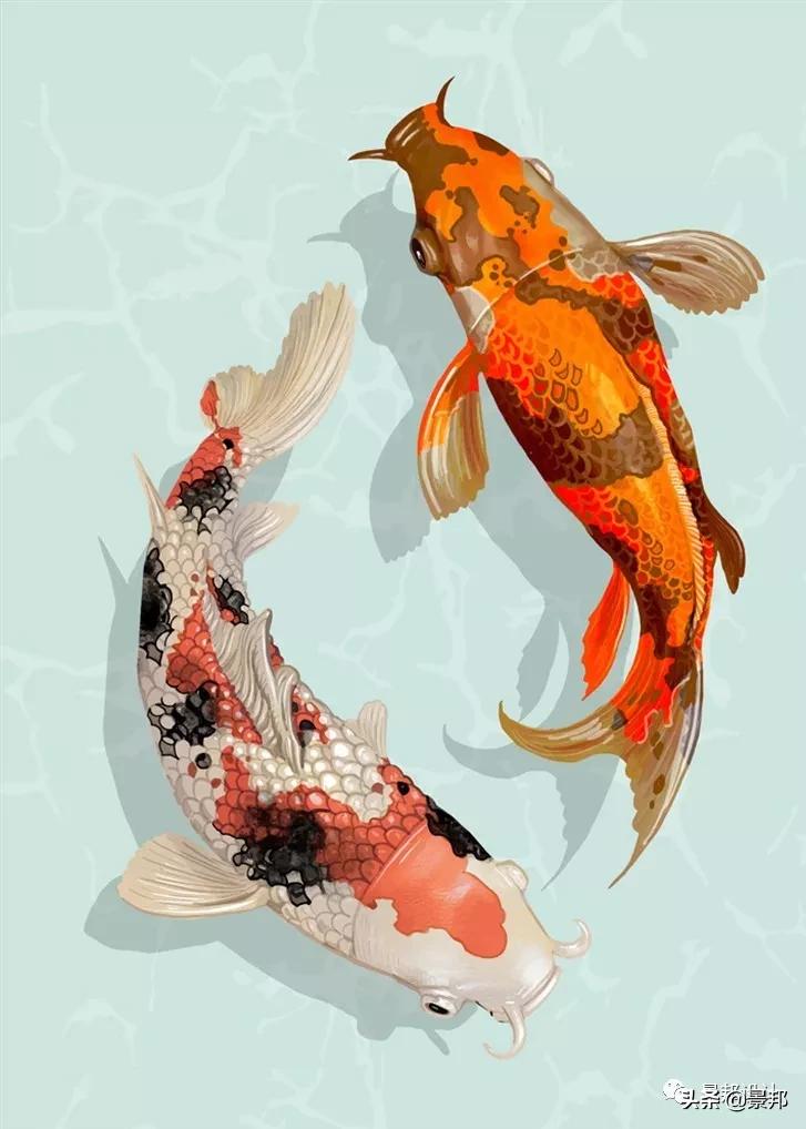 锦鲤鱼池过滤网用多少目的合适,全自动过滤系统锦鲤鱼池施工方案