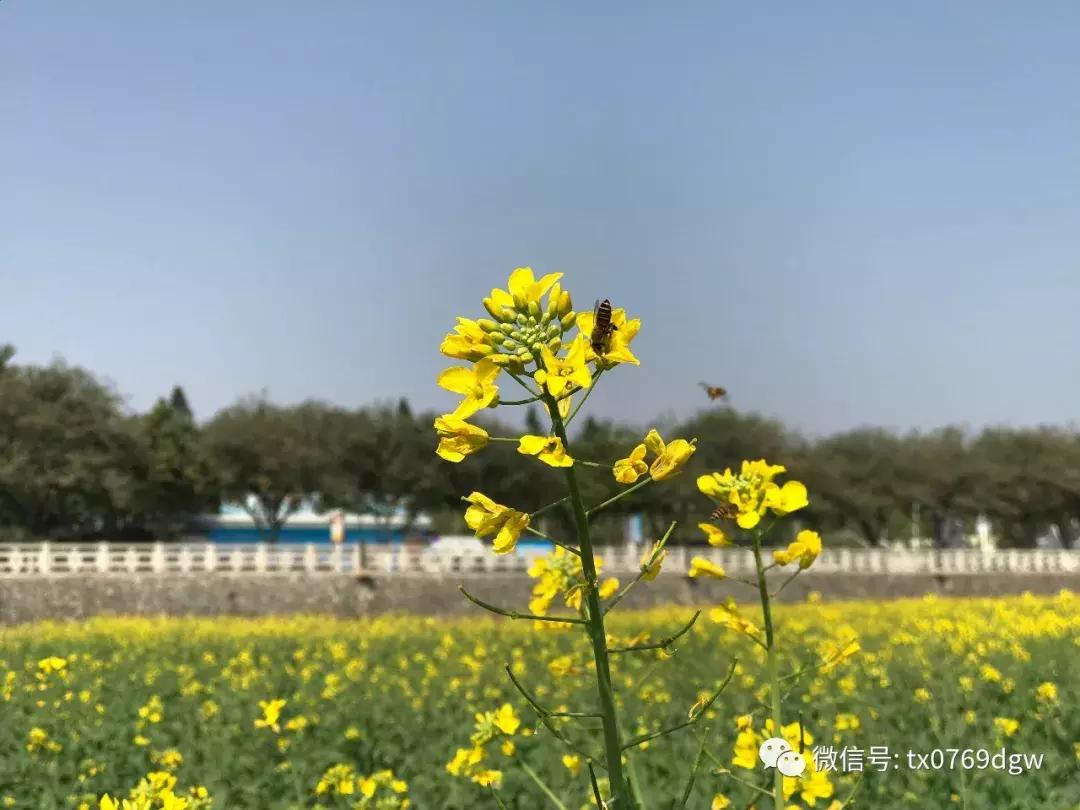 郑州春节周边景区免费景点大全,春节赏花的好去处