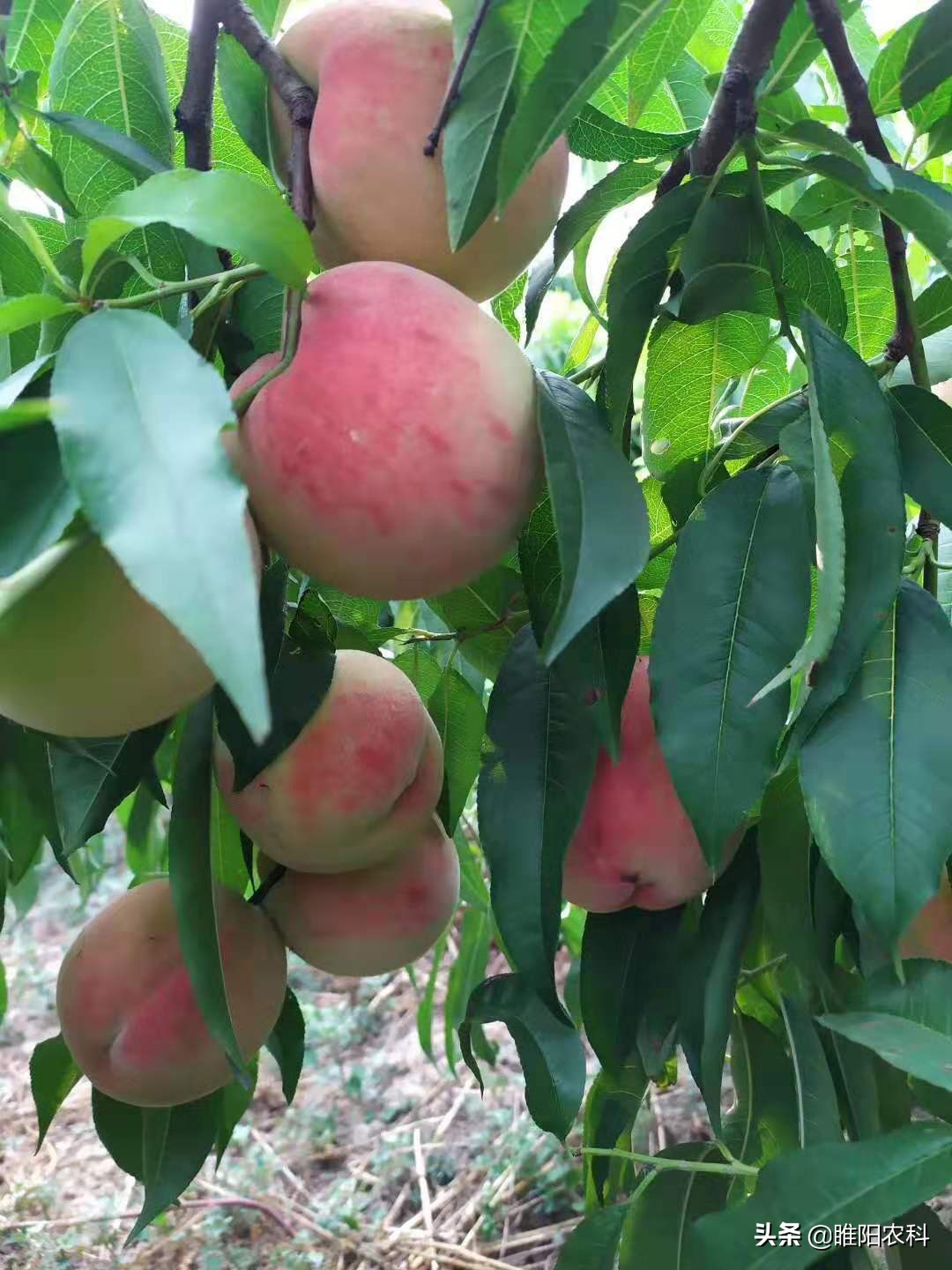 膨果喷什么药能让果实膨大,这个果实膨大剂配方既高效又安全