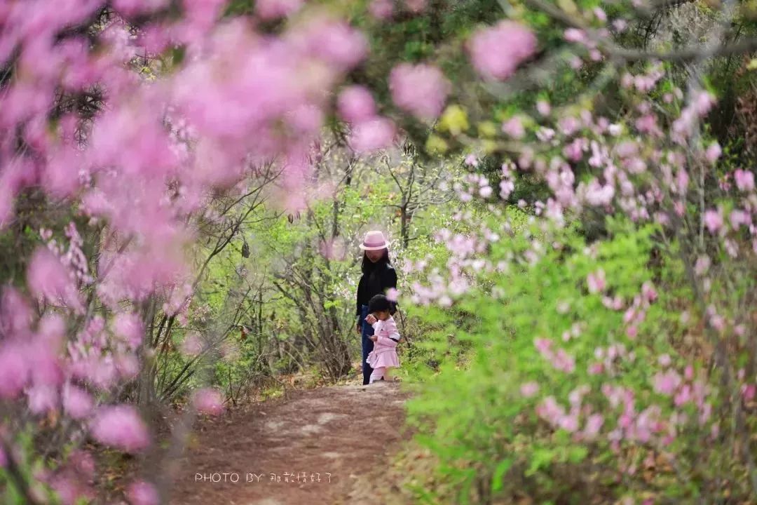 北京京郊童话树屋,台湾神奇的树屋