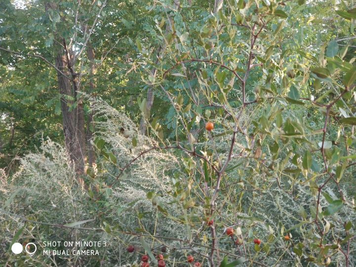 大连长兴岛长城,大连长城4s店