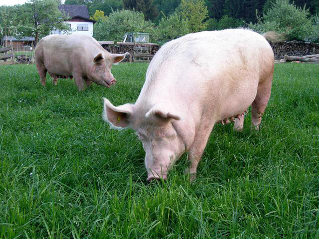 母猪产后不吃体温正常怎么回事,母猪产后体温正常不吃怎么办