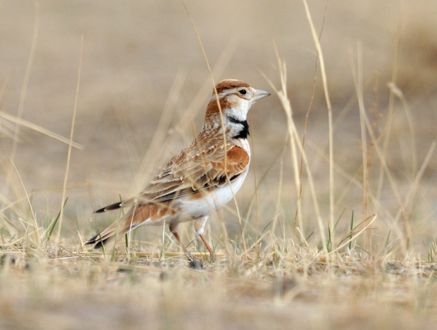 百灵鸟饲养方法技巧