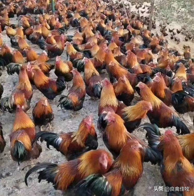 鸡子呼吸道感染是什么引起的,鸡曲霉菌病的症状及治疗