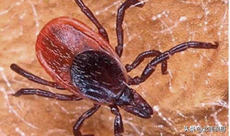 加拿大最危险五大动物,全球十大危险有毒动物