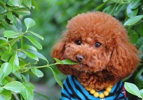 泰迪吐黄水怎么回事,泰迪吐黄水怎么治