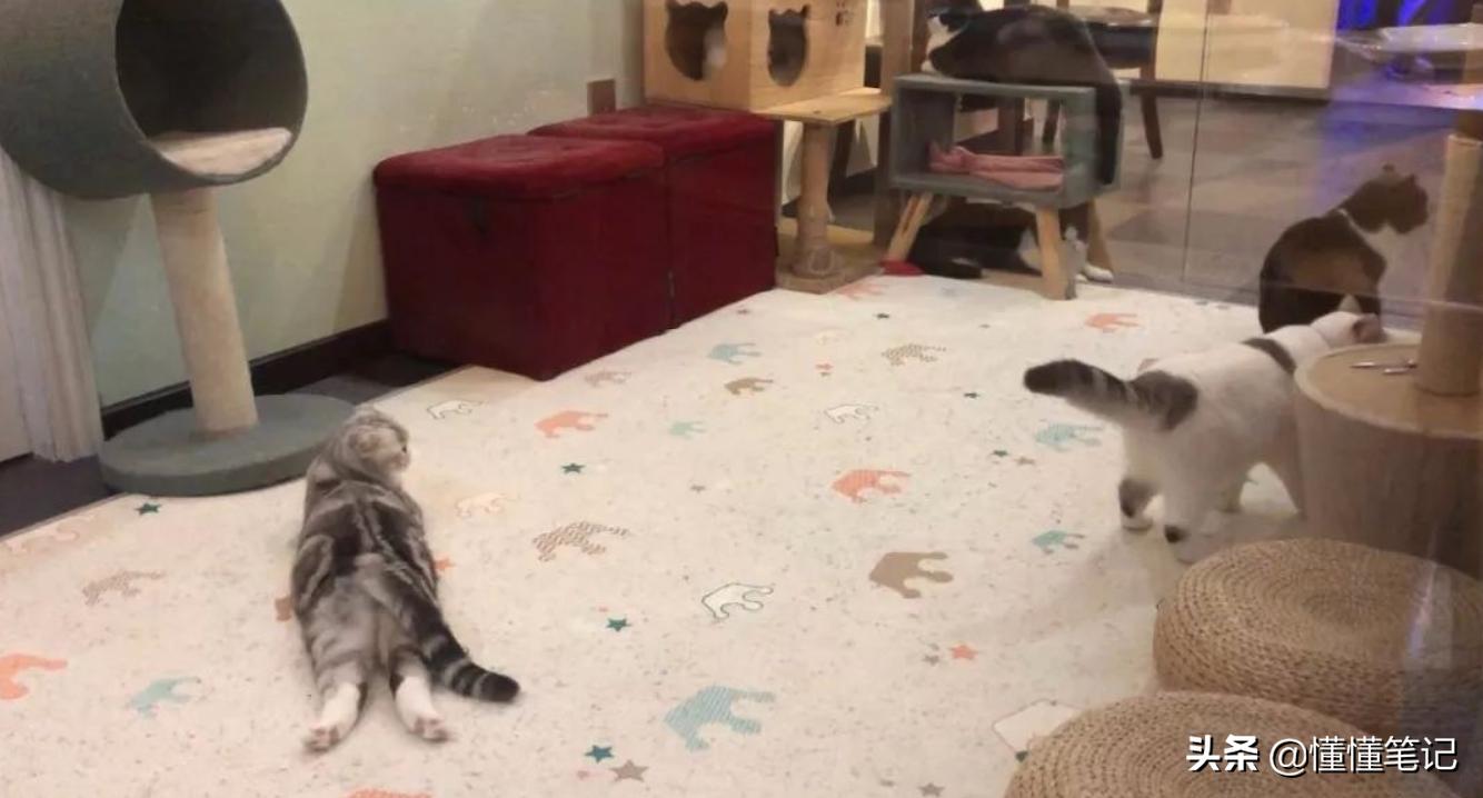 铲屎官一年养猫需要多少钱,铲屎官帮小猫咪做房子