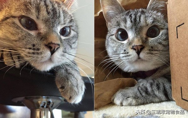 萌猫十大明星,十大萌猫排名