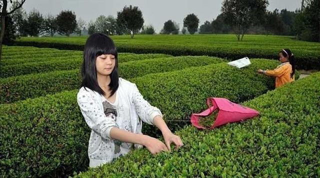 我国曾经称霸世界的茶生意是如何衰败下来的？你别不信，就两字
