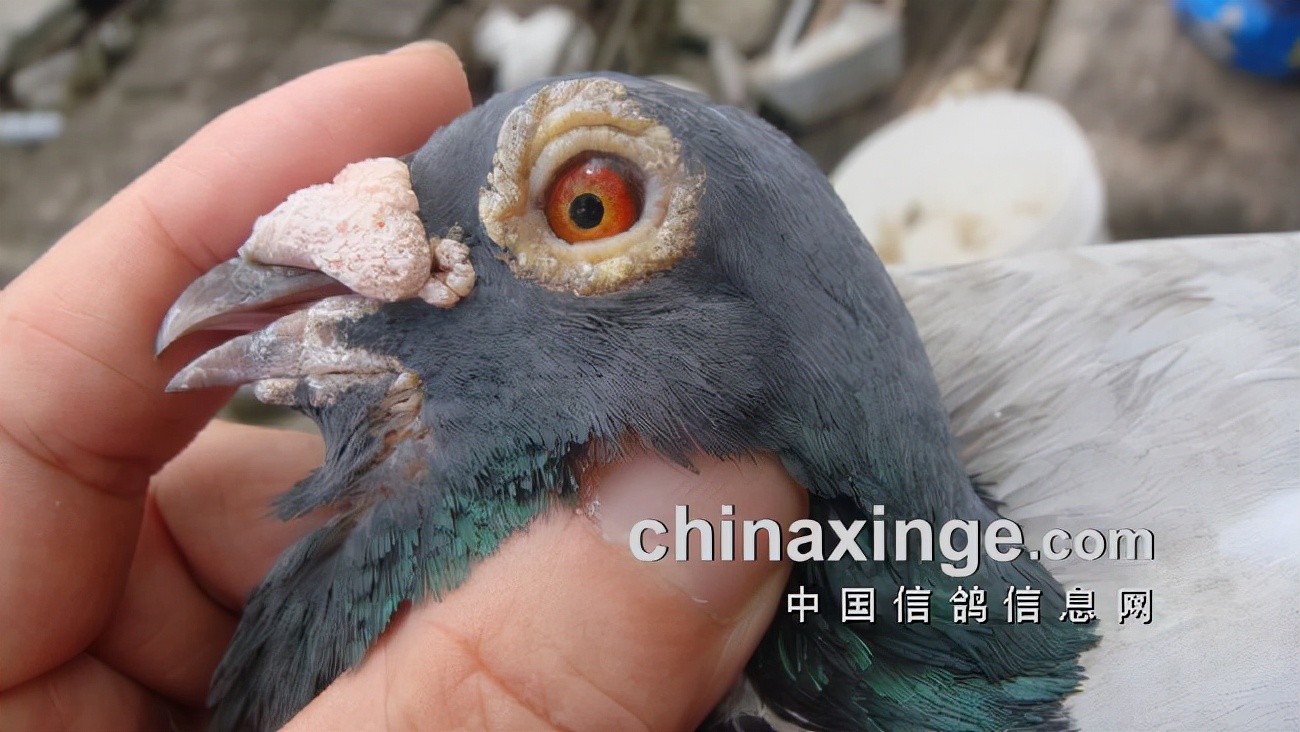 上海七旬老将的光耀：超远程结硕果公棚斩佳绩