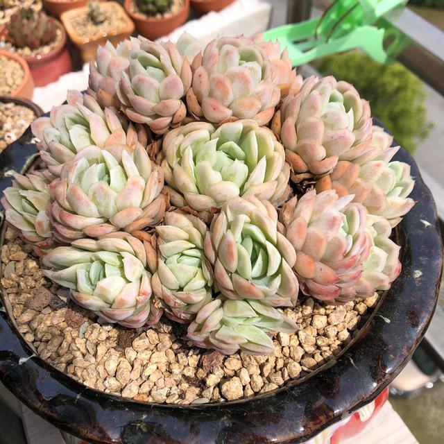 夏季养多肉冰梅,记住“3不要”,轻松养出群生状态