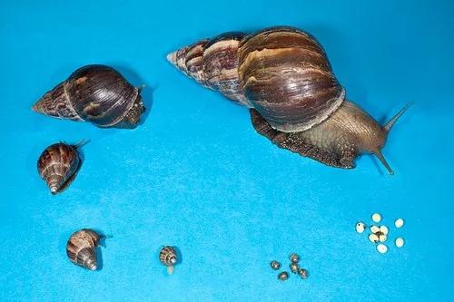 非洲野味入侵全球：在这种巨型蜗牛面前，中国吃货根本狂不起来