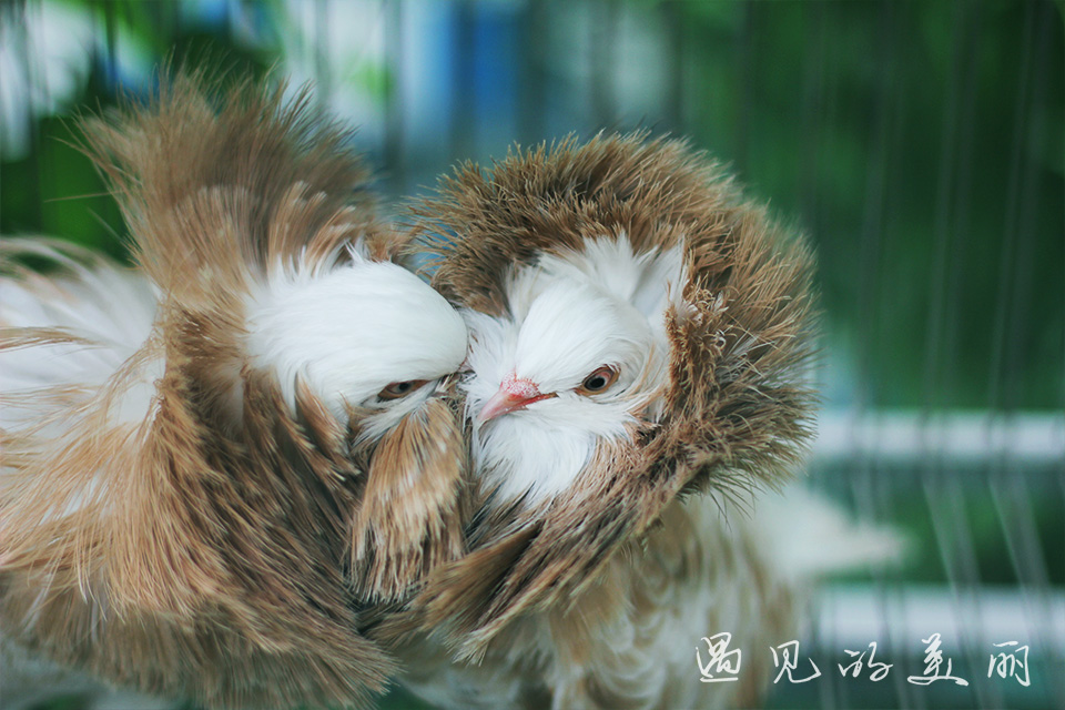 百万葵园有多坑,百万葵园免门票