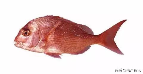 常见的海鲜鱼类图片及名称介绍,最稀少海鲜鱼类大全
