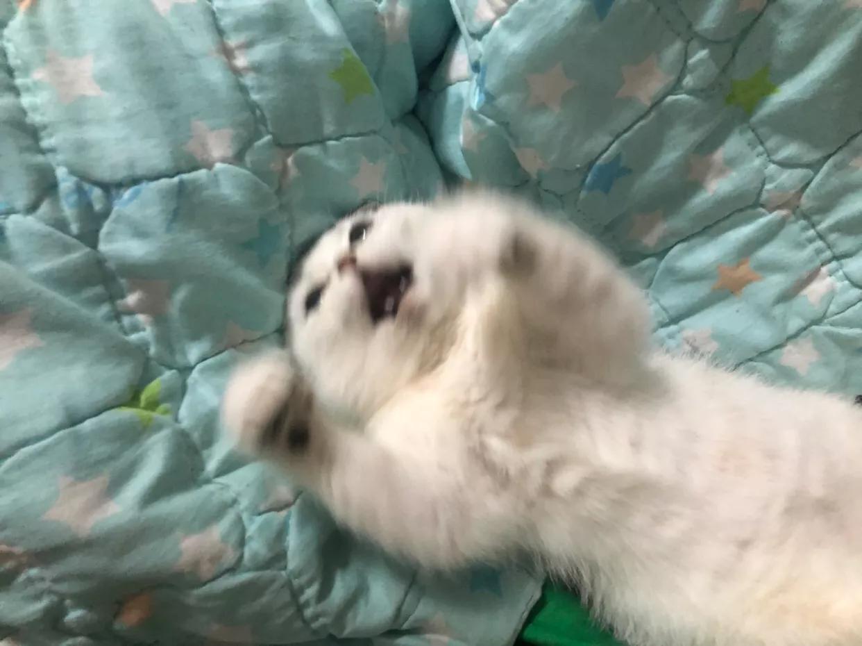 猫咪的几种叫声作品,猫咪不同叫声表达的意思