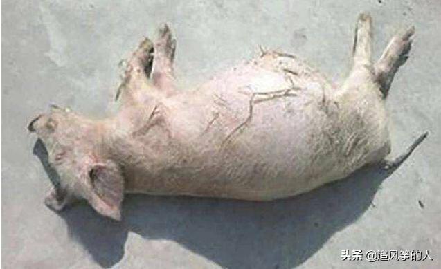 小猪消化不良引起肚胀怎么办,新生小猪肚子胀气怎么治疗