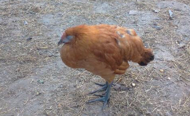 鸡瘟怎么治好最快,鸡得了鸡瘟病用什么药最好