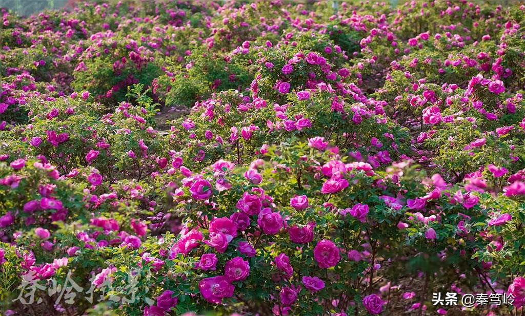 五月玫瑰花期,五月玫瑰盛开时