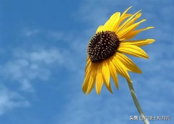 为什么经济下行口红销量增加,经济不好时口红销量为何高