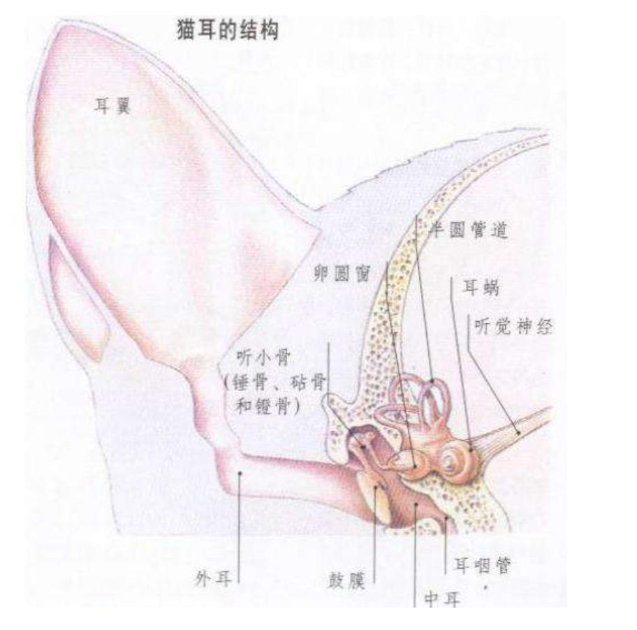 猫咪耳朵不能进水不能顺便乱洗澡,猫咪洗澡耳朵进水了怎么办