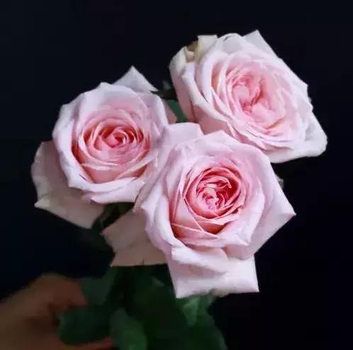 花材花语大全100种,花材清单