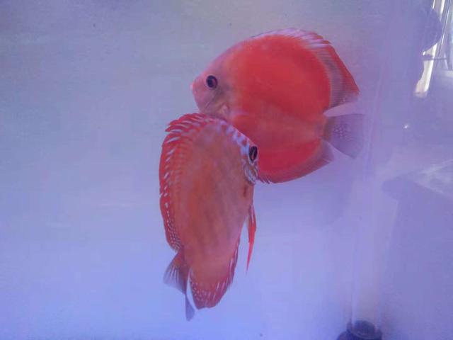 观赏鱼摇头摆尾怎么办,观赏鱼摇头晃脑怎么回事