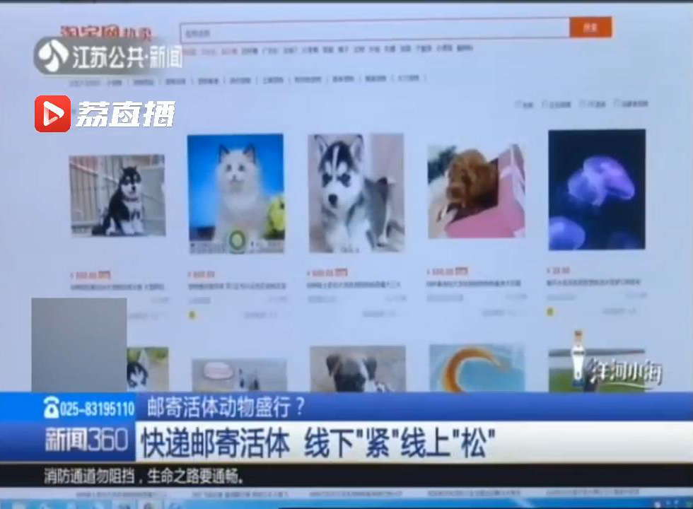 邮寄活宠物狗,邮寄活的动物