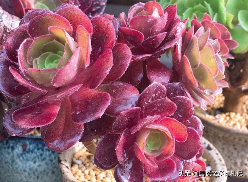 多肉法师舍不得买老桩？秋天入手小的也行，拿回家这样种很快服盆