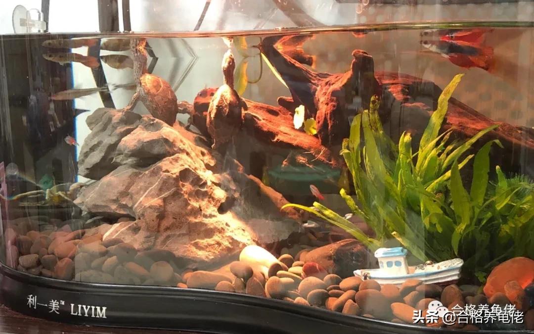 发色粮和基础粮怎么配,发色龟粮和基础粮有什么区别