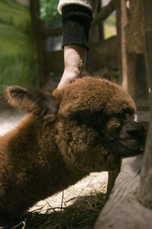 神奇动物狂欢乐园,神奇动物嘉年华武汉汉阳