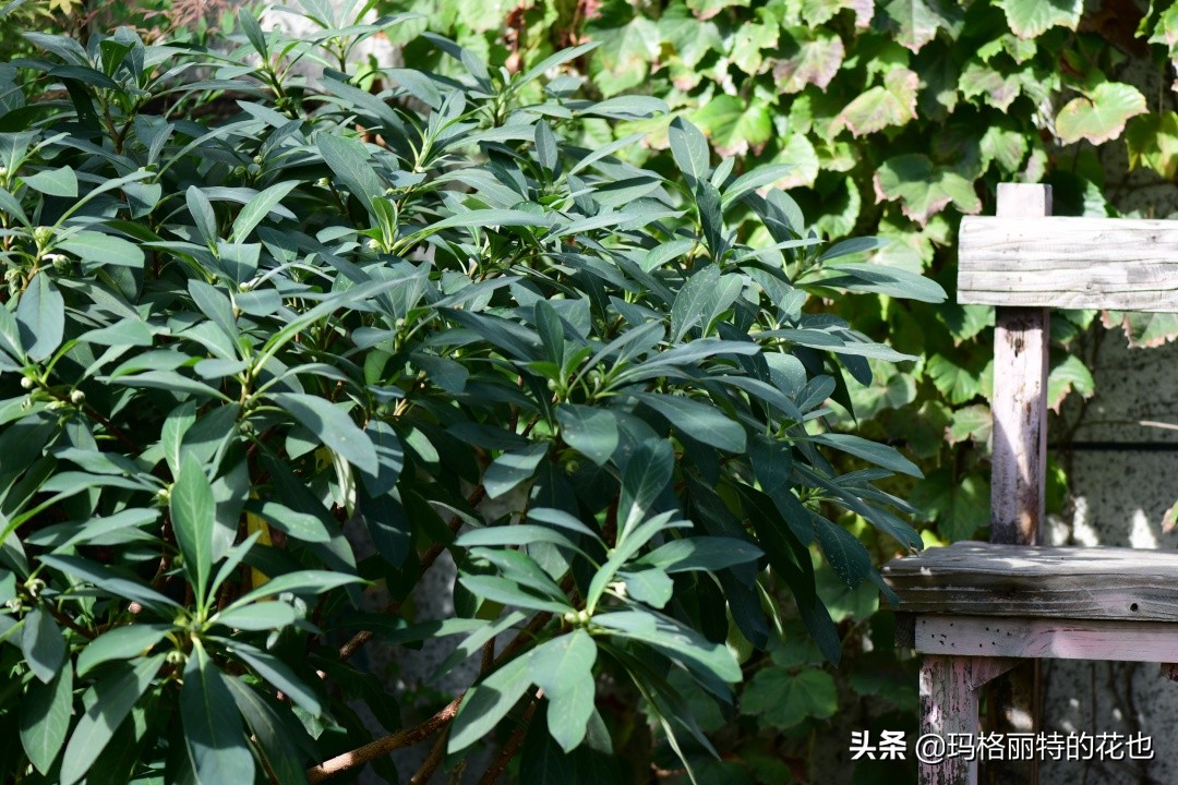 河马花园植物大全,荷马花园的月季