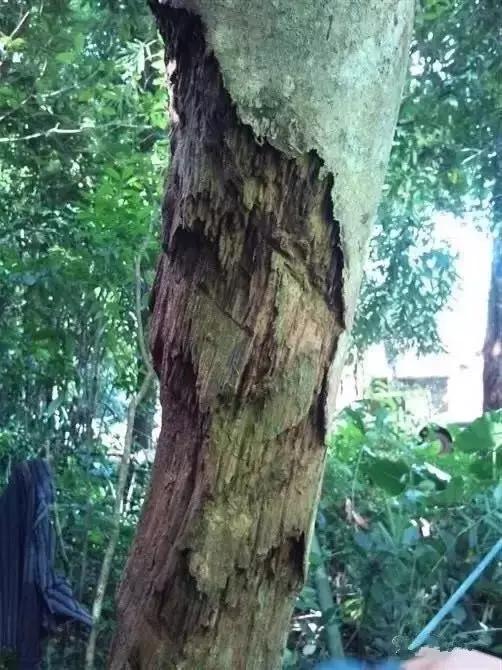 真正的沉香树什么样,沉香树有哪些