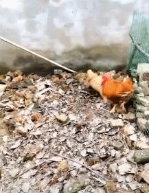 人狗大战电影免费观看,第一次人机大战视频